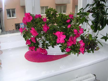 DSCN0376